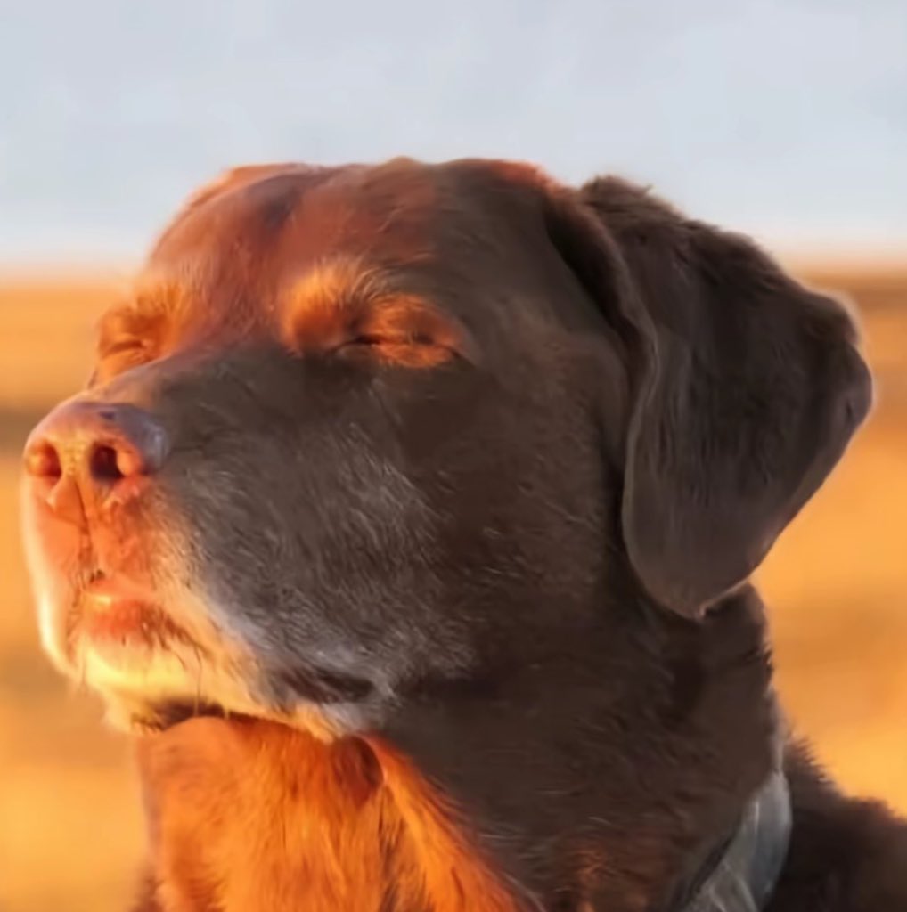 joatbv's tweet image. 