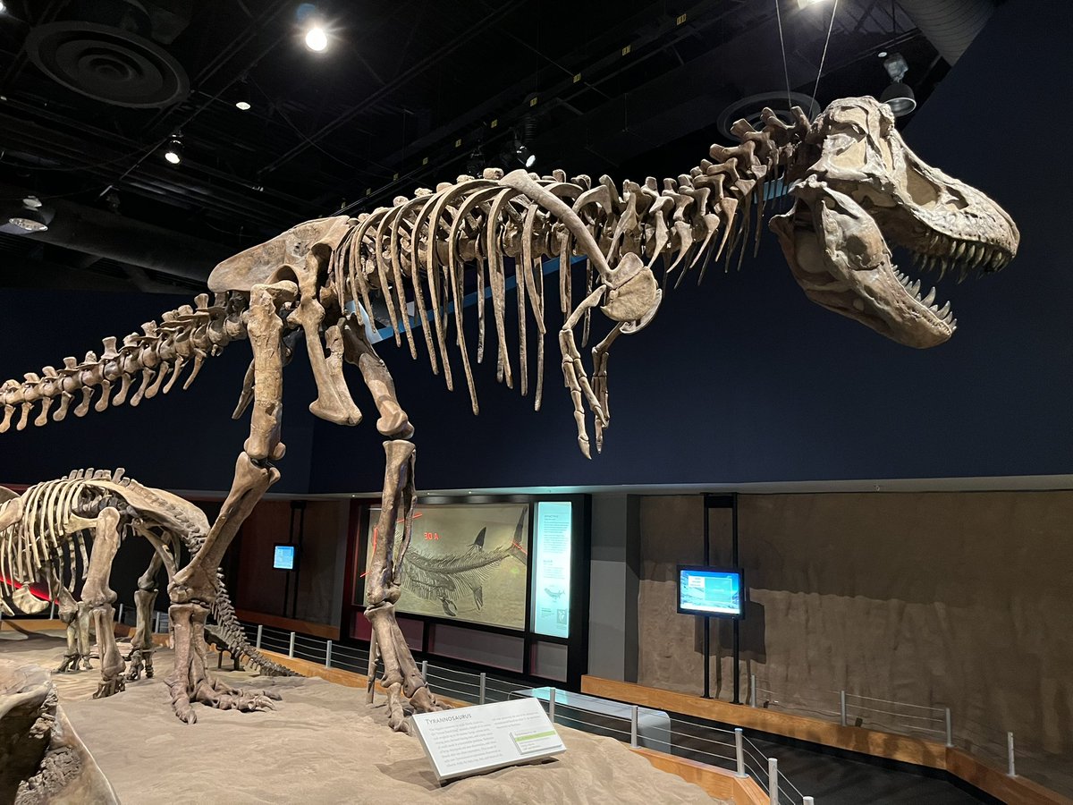 TheWinterTiger tweet media