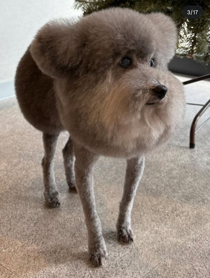 my little .. my .. little mycelium .. so grown .. oh look .. how your legs .. so long .. legs long .. how how .. mycelium .. can't .. explain .. leg long .. just long mycelium