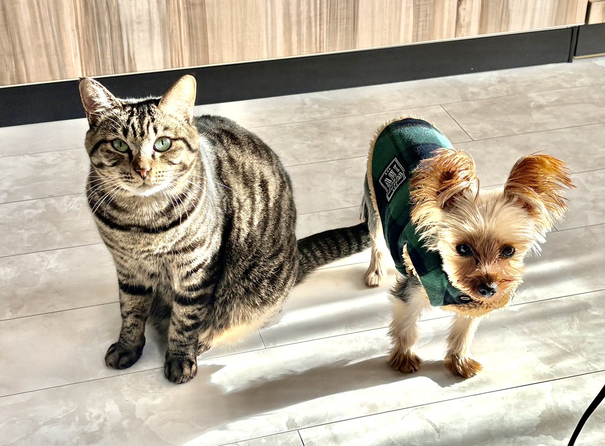 メルモちゃん❤オーダー❤ベビーフェネックちゃん♡お持たせ子猫ちゃん♡ メルモちゃん