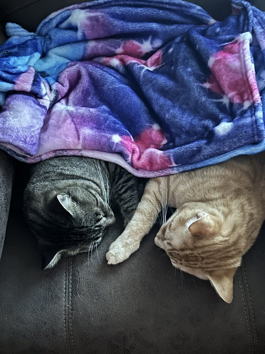 DGC_Lucifer's tweet photo. @liIpuppie I have no puppy but kitties https://t.co/I7lvvP05JV