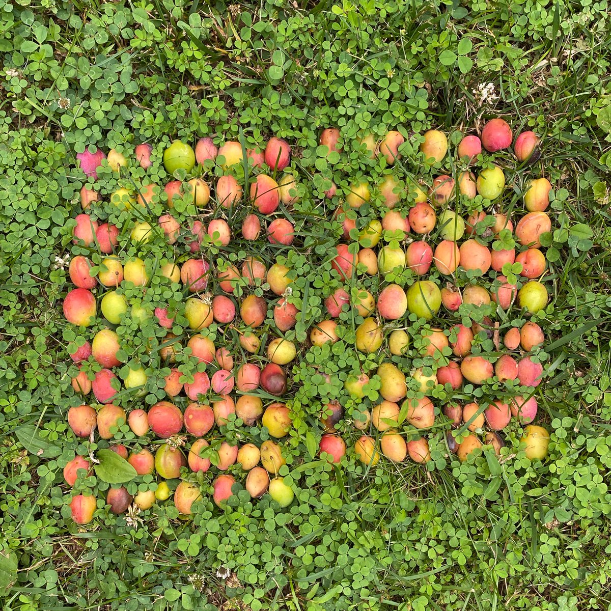 sashastiles's tweet image. Thank you @unityofmulti @RadrTek @August35750182 for acquiring editions of ANALOG BINARY CODE: &quot;this is just to say&quot; (2021), after William Carlos Williams.