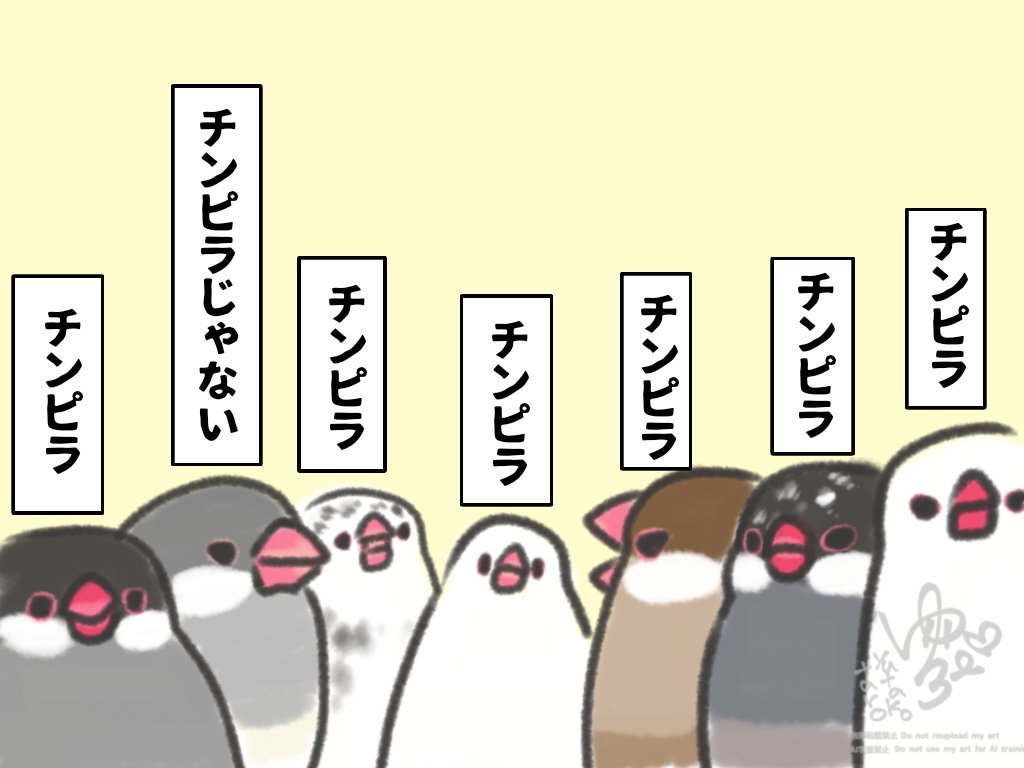 チンピラ率こんなもんかな？🐥 #文鳥