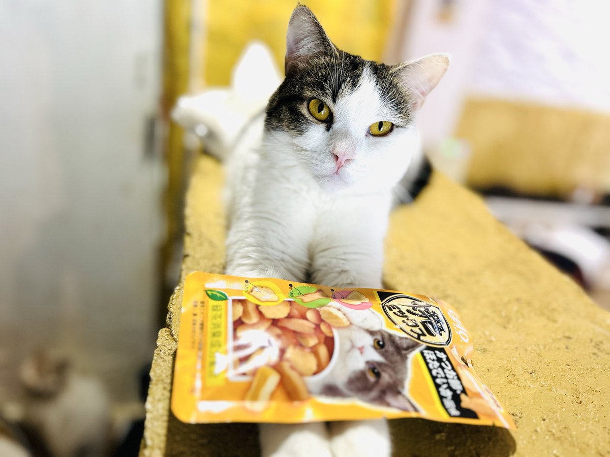 荒れ地のねこ 水曜日 〉 🐈「このオヤツ開けてけろ。」 #神戸猫カフェ #ねこまみれ元町店