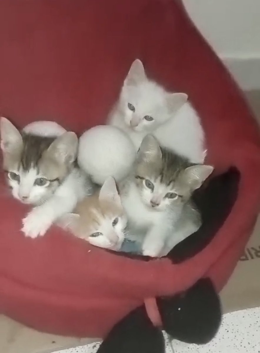 Alejandra monroy tweet media