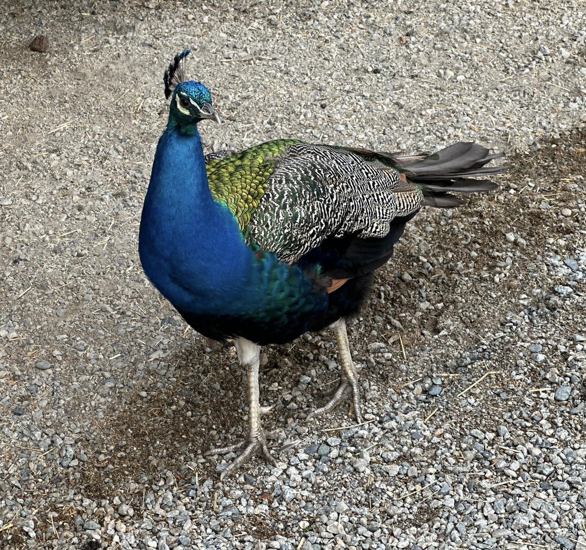 OdessaOrlewicz's tweet image. DISGUSTING:
So now CFIA in BC, Canada is trying to needlessly SLAUGHTER  healthy PEACOCKS that do NOT have bird flu, are NOT part of a food source, and are kept completely separate from other parts of &quot;Critteraid&quot; sanctuary. The owners are begging CFIA in letters to please…