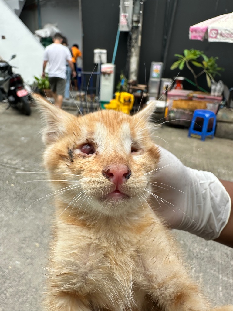 soidogthailand's tweet image. สงสารส้มที่สุดเลยลูก‼️&quot;น้องนาซาฟ&quot; ลูกแมวส้มไร้บ้าน เพศผู้ อายุแค่ 3 เดือน ที่โชคร้ายมีปัญหาที่ดวงตามาตั้งแต่เกิด ทำให้ตาบอดลงเรื่อย ๆ จนล่าสุดตาบอดสนิททั้งสองข้างแล้ว ไม่สามารถดูแลปกป้องตัวเองหรือหากินข้างถนนได้อีกต่อไป หากปล่อยไว้ก็อาจจะประสบเหตุร้ายจนถึงแก่ชีวิตได้