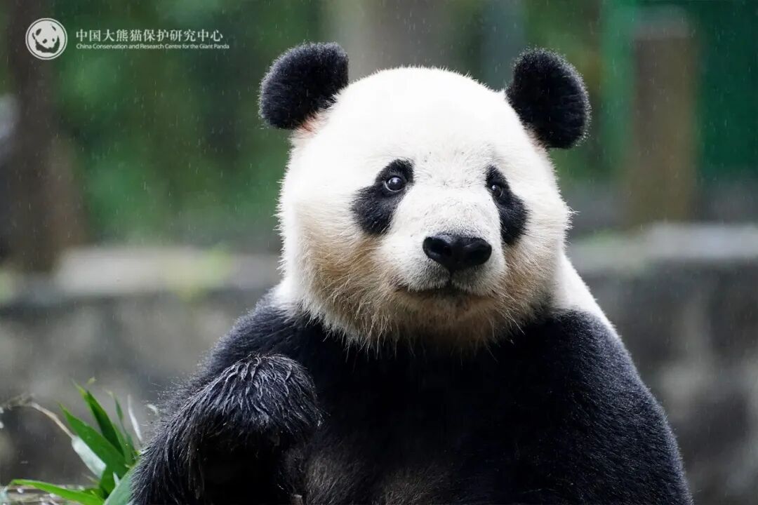 CCTVAsiaPacific's tweet image. 🐼🐼#Malaysia welcomed a new pair of #giantpandas, “#ChenXing&quot; and “#XiaoYue&quot;, with the pair touching down at #KualaLumpur International Airport on Tuesday. The new pair were born in 2020. The male &quot;Chen Xing&quot; is described as robust and outgoing, while the female &quot;Xiao Yue&quot; is…