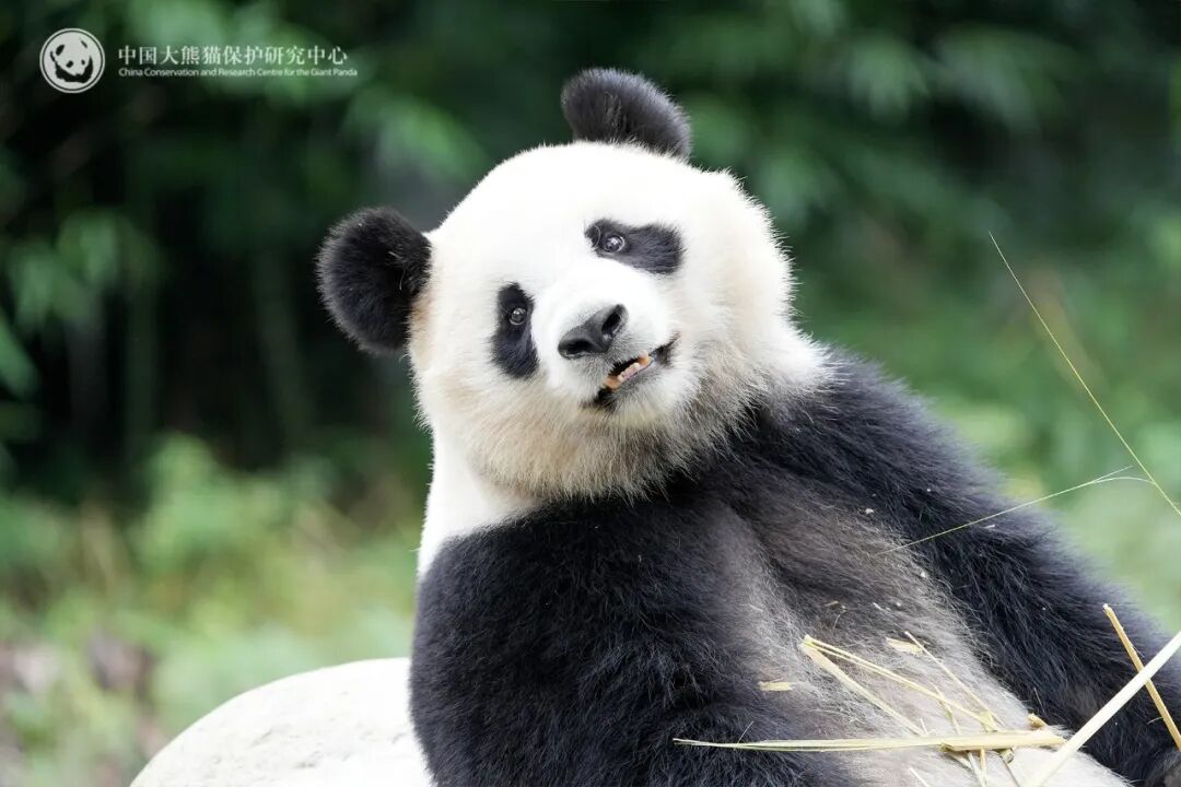 CCTVAsiaPacific's tweet image. 🐼🐼#Malaysia welcomed a new pair of #giantpandas, “#ChenXing&quot; and “#XiaoYue&quot;, with the pair touching down at #KualaLumpur International Airport on Tuesday. The new pair were born in 2020. The male &quot;Chen Xing&quot; is described as robust and outgoing, while the female &quot;Xiao Yue&quot; is…