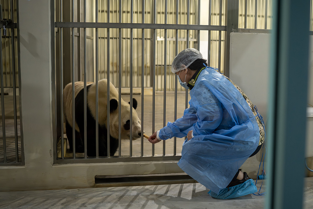 CCTVAsiaPacific's tweet image. 🐼🐼#Malaysia welcomed a new pair of #giantpandas, “#ChenXing&quot; and “#XiaoYue&quot;, with the pair touching down at #KualaLumpur International Airport on Tuesday. The new pair were born in 2020. The male &quot;Chen Xing&quot; is described as robust and outgoing, while the female &quot;Xiao Yue&quot; is…