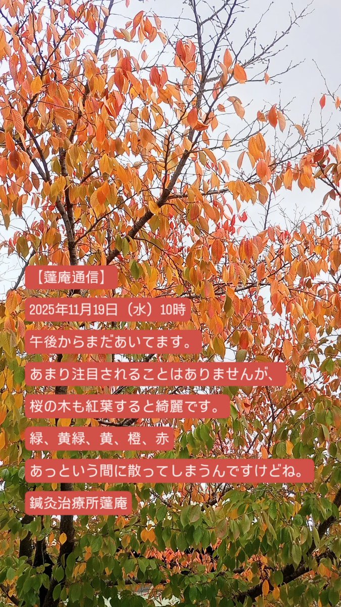 希望の象徴！幸運木【森からやって来た天然野生のもみの木さん