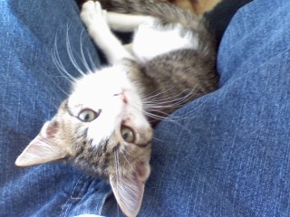 Vesgrrrrr 🔜 TFF @veskartiger.bsky.social tweet media