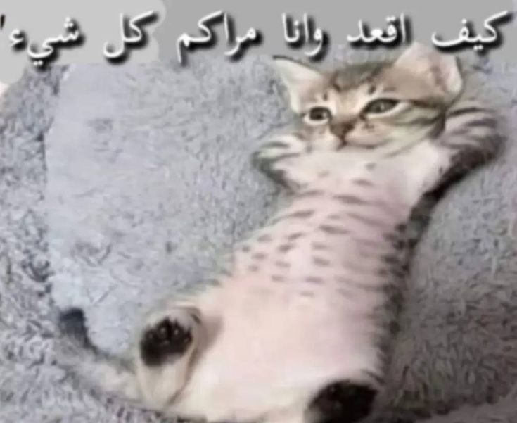 delocaust's tweet image. yo (cansado) después de no hacer nada en todo el día