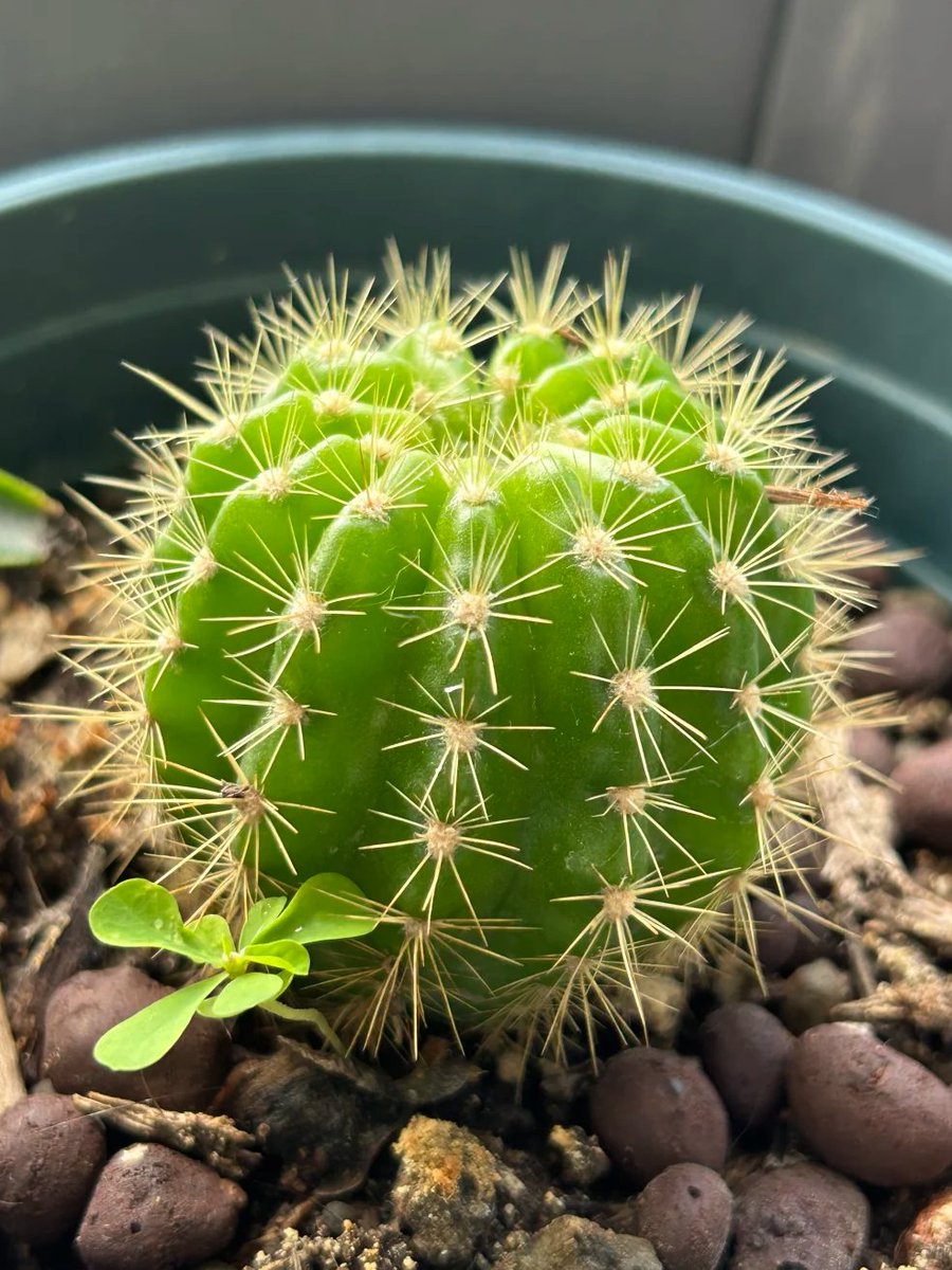 Mini04lin's tweet image. 私の小さなサボテンを見てください