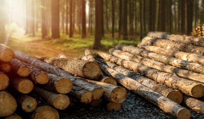 Lumber prices are sliding toward $550 per thousand board feet, approaching this year's lows. Oversupply and soft demand continue to weigh on the market, with housing starts and building permits still trailing last year's levels.
$WOOD $CUT $WY $UFPI $LPX $BCC