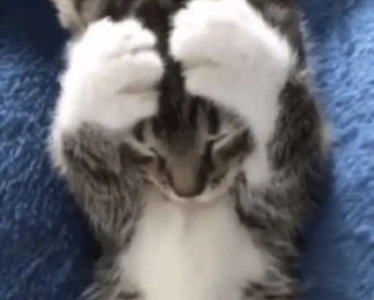 Oasisaspets's tweet photo. HES JUST A CAT https://t.co/9ueAvjoGM1