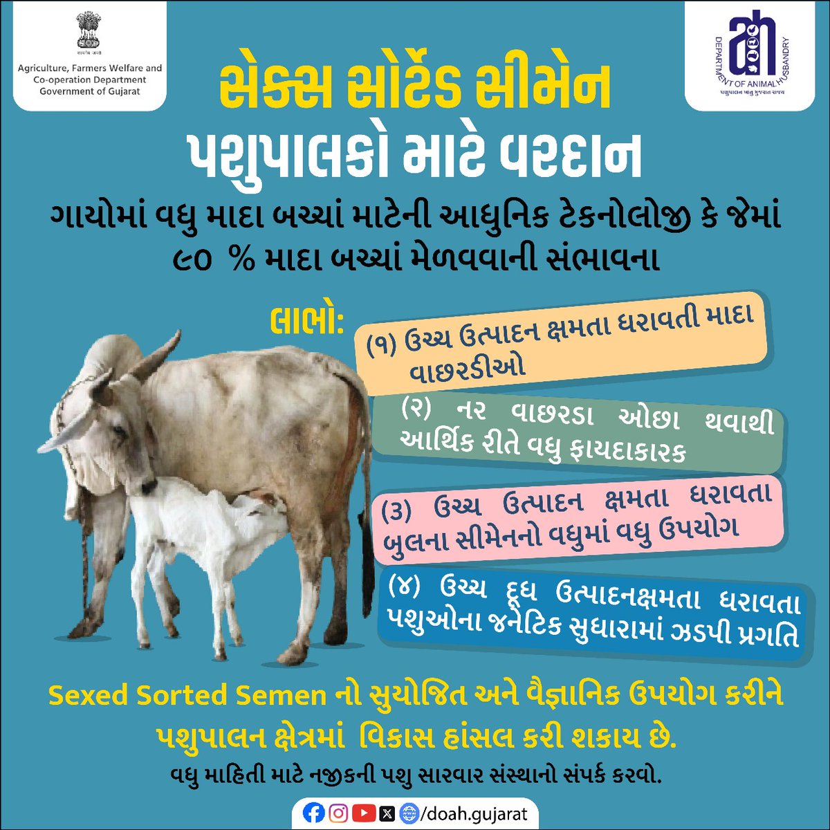 DAHOArvalli's tweet image. સેક્સ સોર્ટેડ સીમેનનો સુયોજિત અને વૈજ્ઞાનિક ઉપયોગ કરીને પશુપાલન ક્ષેત્રમાં વિકાસ હાંસલ કરી શકાય છે.જેની વધુ માહિતી માટે નજીકની પશુ સારવાર સંસ્થાનો સંપર્ક ક૨વો.
#sexsortedsemen
#newtechnology
#AnimalHusbandry
#MilkProduction
#GeneticImprovement
#CattleBreeding