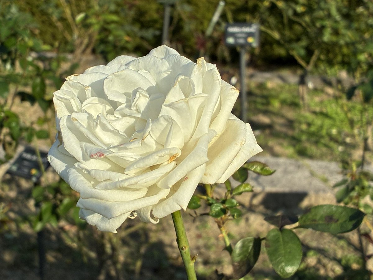 雑記帳 #バラ🌹 昨夜のTwitter不具合で、アップできなかったので、いま