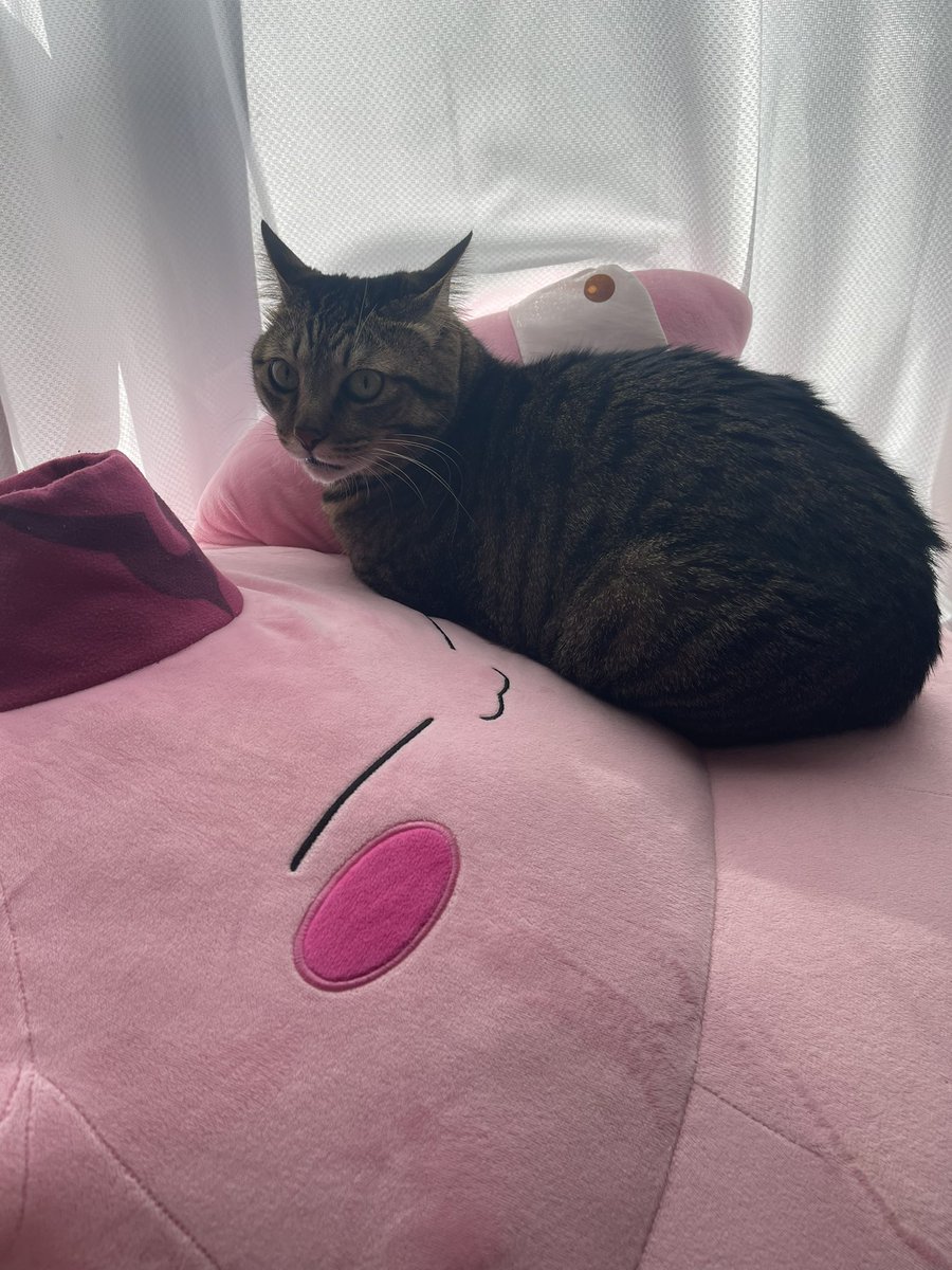 mia_vlwabc's tweet photo. ぎあちーが猫のベッドになってる🛏️ https://t.co/KLdGOqXs8H