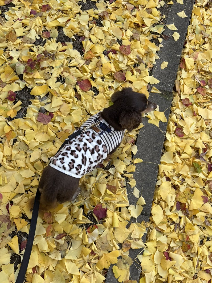 L_qqmi's tweet photo. 🍂 https://t.co/FwBDGrCZiQ