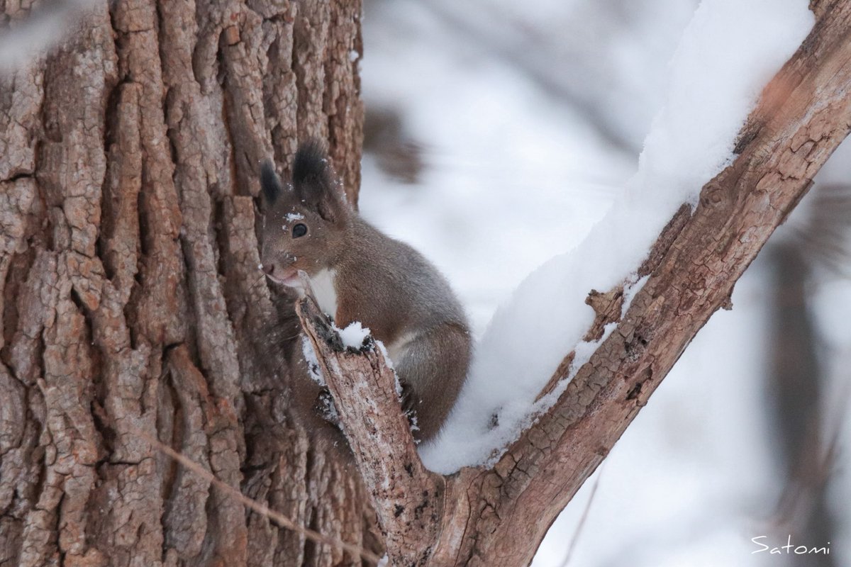 𝒮𝒶𝓉𝑜📷 tweet media