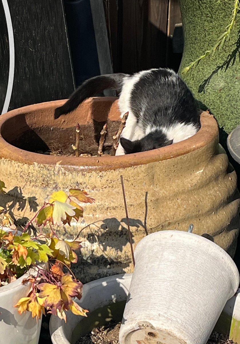 아니 요 새끼길냥이 화분을 화장실로써 ㅋㅋㅋㅋㅋㅋㅋㅋㅋ ㄱㅇㅇ