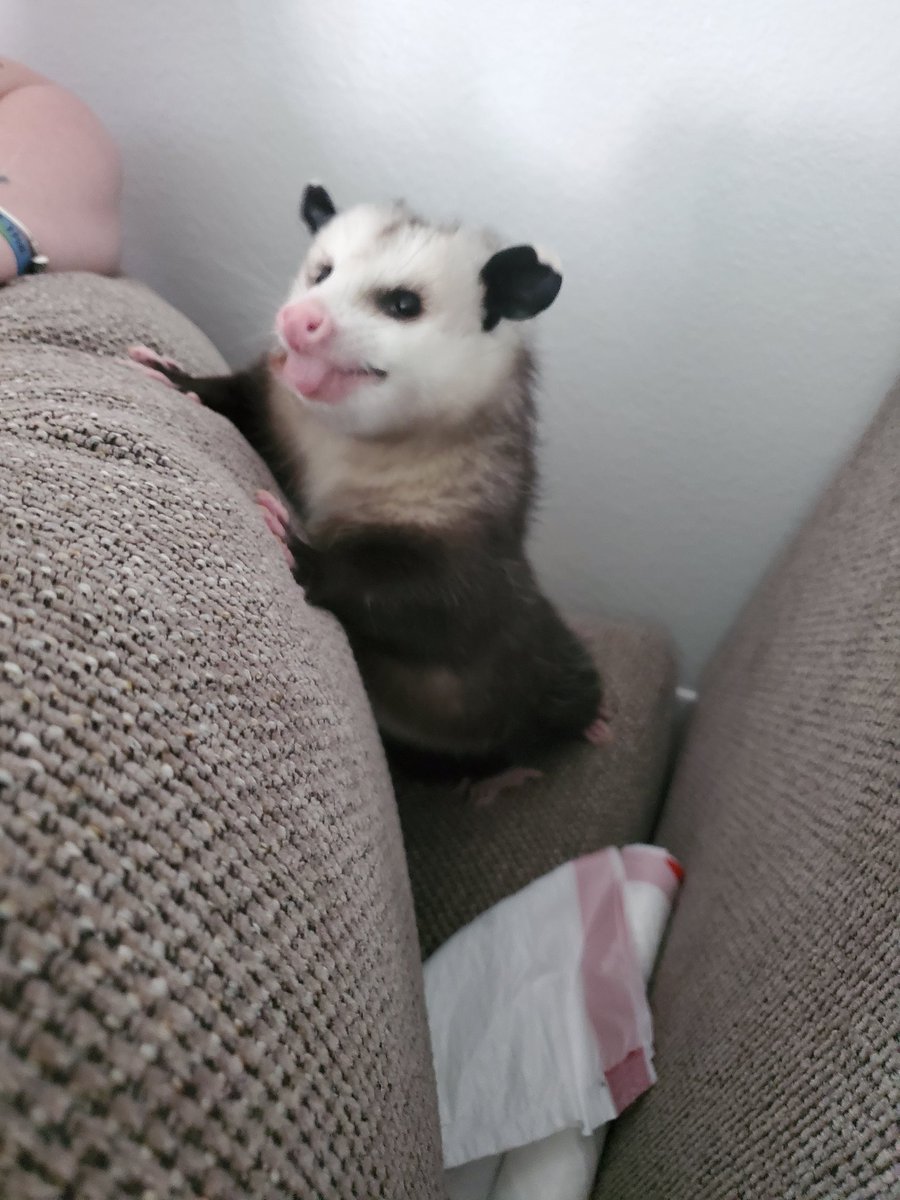 Possumeveryhour.io (@possumeveryhour) on Twitter photo 