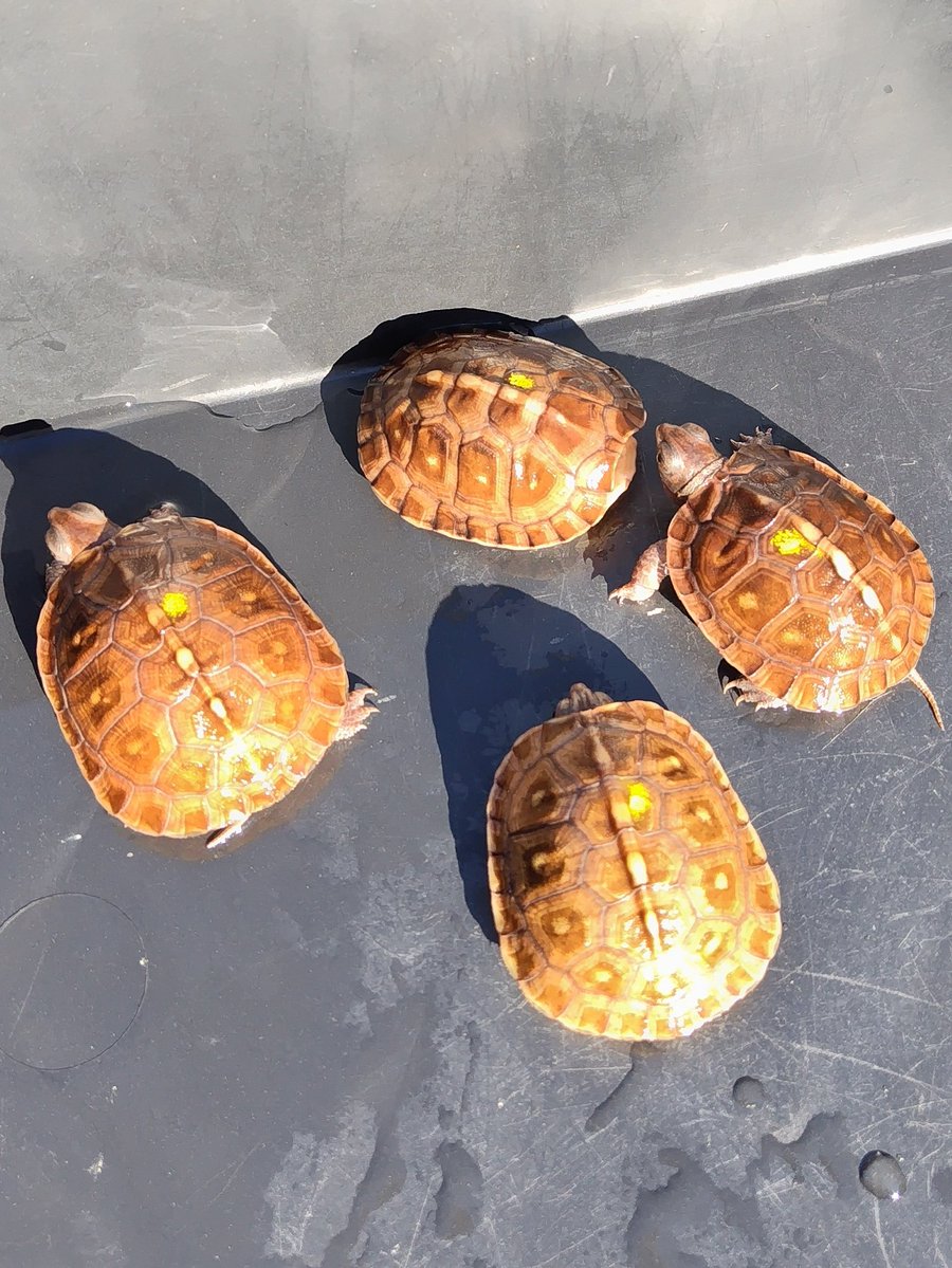 34_wgnc's tweet image. 太陽光の下でわ甲羅が輝いて見えますが実物は薄茶色で肌の色は薄いです。
イエローマーク血統PosshetT＋アルビノぶりくらに連れて行きます。(^⁠_⁠^)

2階　232番　LEAFをよろしくお願いいたします。

#トウブハコガメ
#Easternboxturtle 
#Terrapenecarolinacarolina 
#burikura