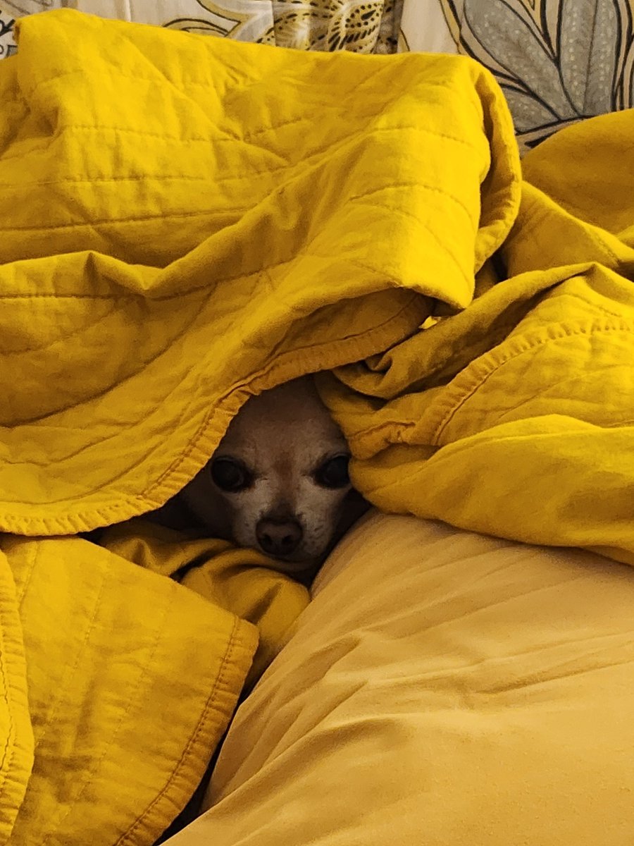 SmallsyChi's tweet photo. Cold. Not coming out 😶 https://t.co/ggyPS3izSS