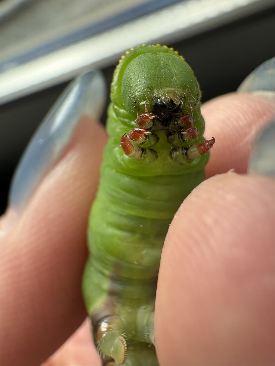 いもむしのﾓﾑｽﾝ (@kawaiimomsun) / Posts / X