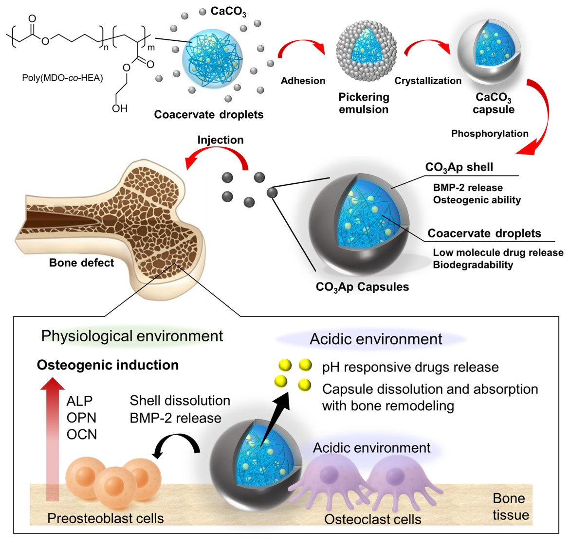 Syuuhei_KOMATSU's tweet photo. Our new paper has been published in the Journal of Controlled Release.

Organic-inorganic hybrid carbonate apatite capsules combining environment-responsive drug release and osteogenic induction for bone regeneration

https://t.co/5phMNnxh7n https://t.co/V8Z8XazBbu