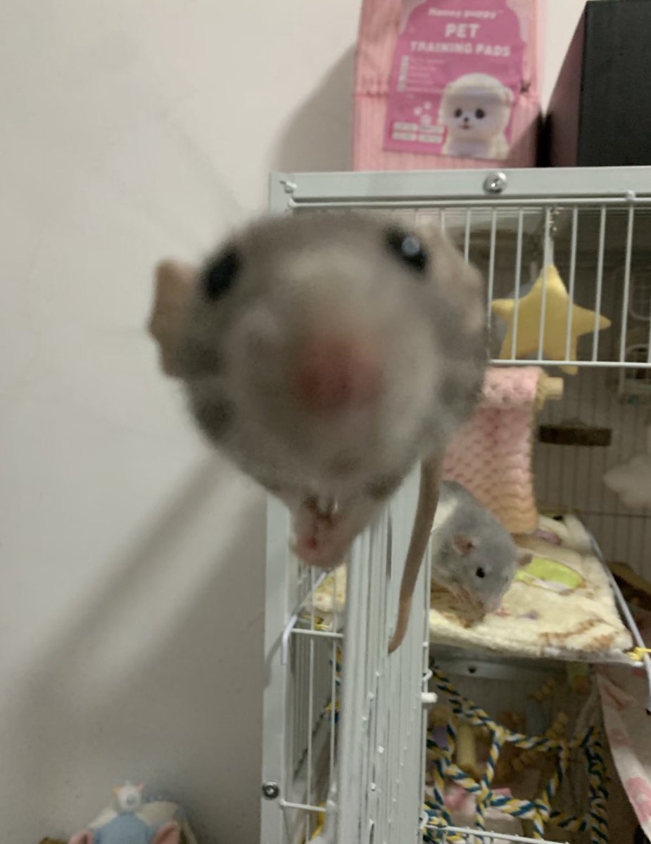 #LOF CAP 22 🔫🌲(Minecraft ROL)🌲

Hollow Knight🕷️

🔴Reaccionando a vídeos▶️

‼️Y MÁS‼️

🔔Solo en:

👾Twitch: twitch.tv/tristanblocker

✨Tiktok: tiktok.com/@tristanblocke…

🦎Kick: kick.com/tristanblocker