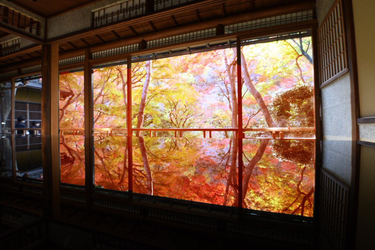SE43005522's tweet photo. The reflection is me now
The memory is me from the past
The crimson memories begin to speak quietly
I'm here
#Arashiyama #AutumnLeaves #ArashiyamaYusaitei #Yusaitei #KyotoArashiyama #MapleFoliage #AutumnColor #AutumnLeavesViewing #Symmetry #Reflection #MirrorSurface #YellowLeaves https://t.co/2247AEAxRn