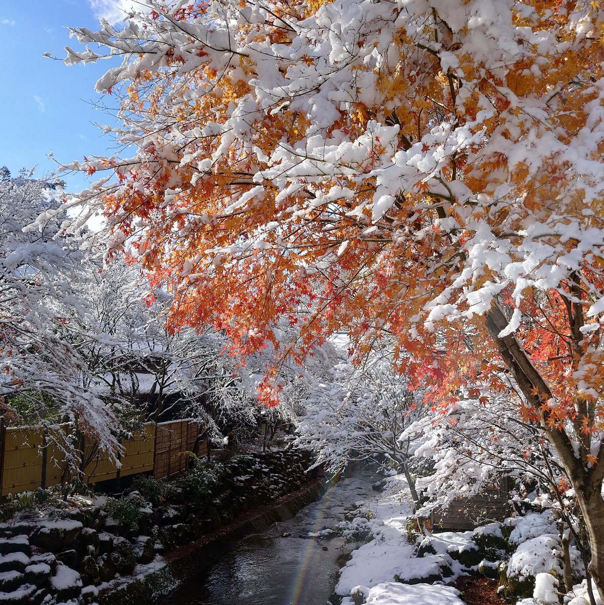 hoshi_onsen's tweet photo. 初冠雪 https://t.co/B3wh0sn0SP