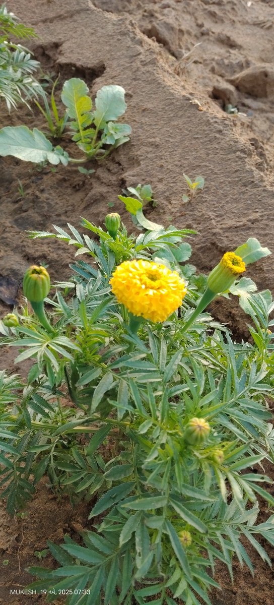 Good morning 🌻
Jai Shri Krishna 🙏🏻🚩
Have a nice day 🌞
Keep shining like the sun🌞☀️