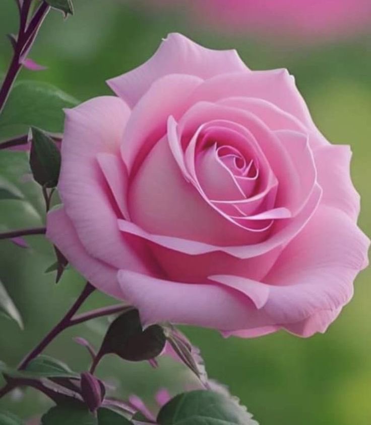 صباح الحياه من جديد 

#صباح_الخير