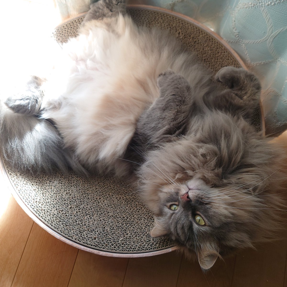 日向ぼっことびちゃん💓