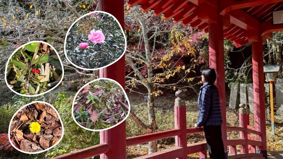 sao87264330's tweet photo. 【紅葉狩り🍁】

紅葉狩りに行った際に、友達とゴミ拾い🗑️
楽しくできました☺️

紅葉🍁以外にも、
きのこ🍄‍🟫、お花🌼
沢山の自然を見つけました！

恵みの雨もあり、日が出て暖かくなったり、
自然の愛を沢山感じました🫶

#家庭連合2世 #紅葉 #自然っていいな https://t.co/sTxz8AdOLu