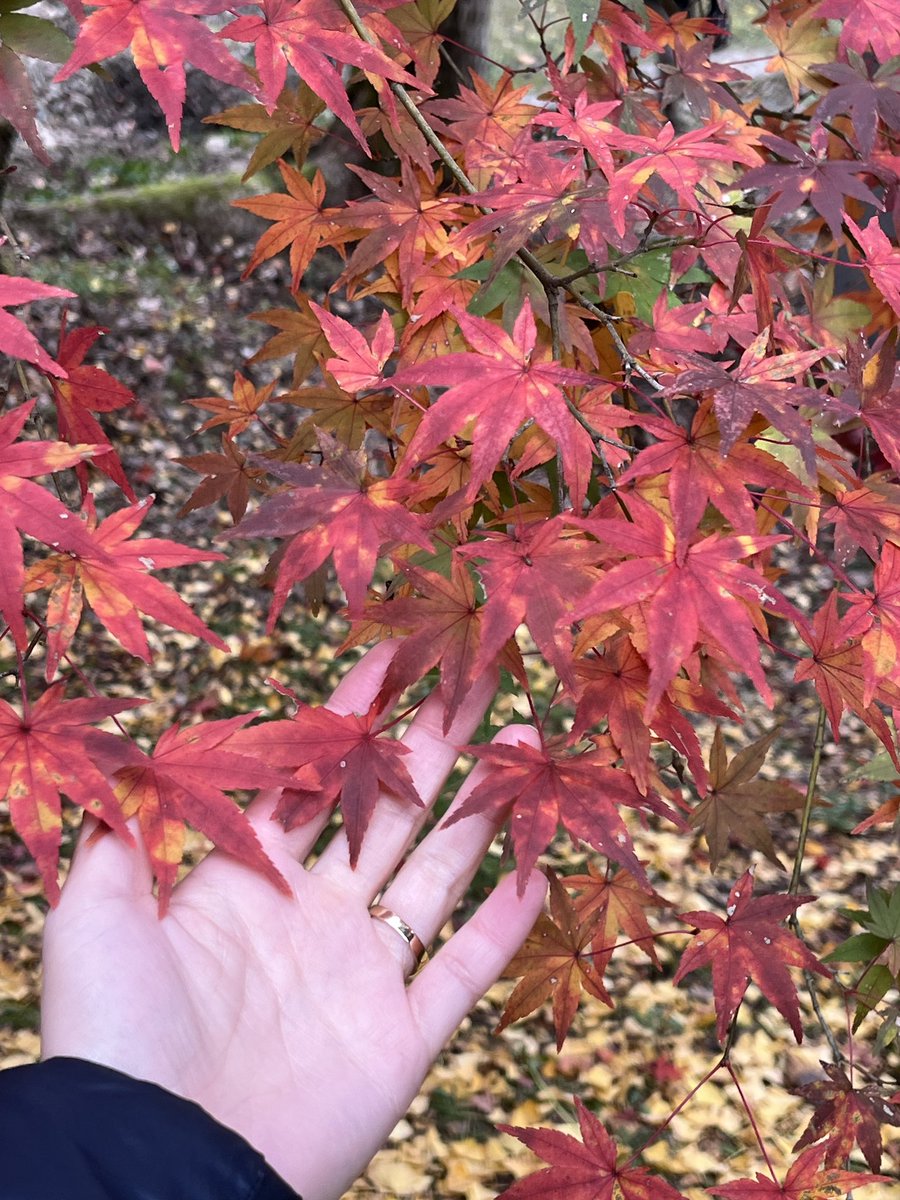 sao87264330's tweet photo. 【紅葉狩り🍁】

紅葉狩りに行った際に、友達とゴミ拾い🗑️
楽しくできました☺️

紅葉🍁以外にも、
きのこ🍄‍🟫、お花🌼
沢山の自然を見つけました！

恵みの雨もあり、日が出て暖かくなったり、
自然の愛を沢山感じました🫶

#家庭連合2世 #紅葉 #自然っていいな https://t.co/sTxz8AdOLu