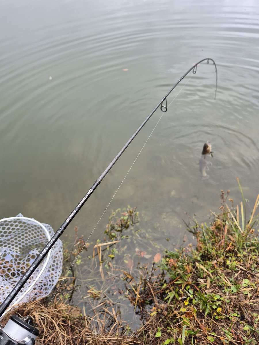 tukineNb8c's tweet image. シルバーナラゴ58マイクロ
入魂できましたけぇ
ソリッドティップの追従性がよろしくて良き。合わせる前に掛かってる。

数釣り専用機と思いきやバットパワーはしっかりあるから40センチクラスでも全然安心感あり。

初めてのマイクロ用ロッドが欲しいそこのあなた。これは｢買い｣ですよ。