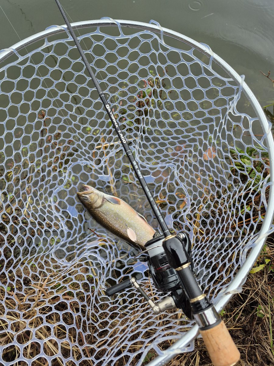 tukineNb8c's tweet image. シルバーナラゴ58マイクロ
入魂できましたけぇ
ソリッドティップの追従性がよろしくて良き。合わせる前に掛かってる。

数釣り専用機と思いきやバットパワーはしっかりあるから40センチクラスでも全然安心感あり。

初めてのマイクロ用ロッドが欲しいそこのあなた。これは｢買い｣ですよ。