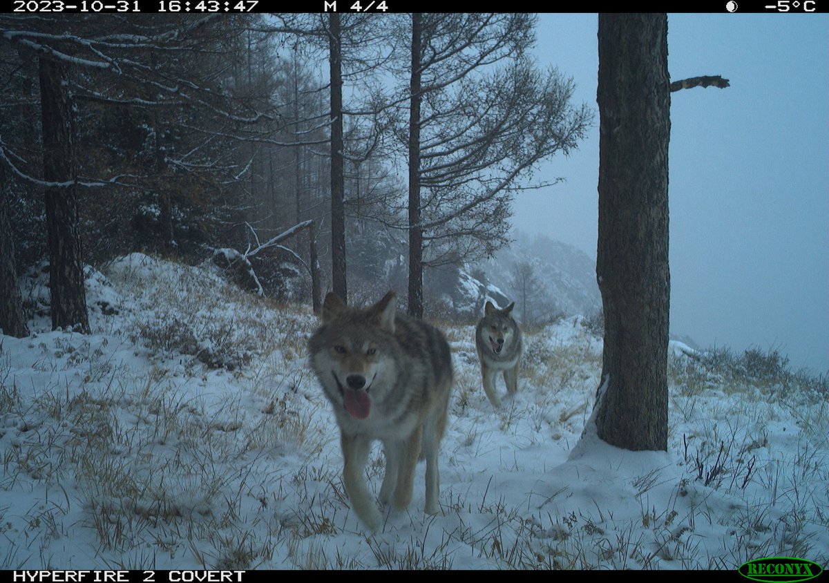 Trail_Cams's tweet image. 