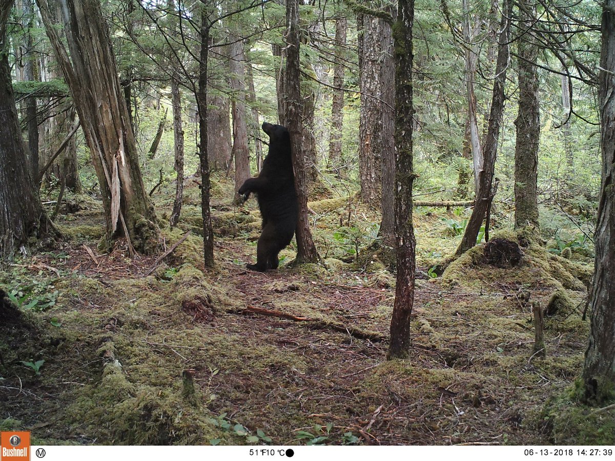 trailcam (@trail_cams) on Twitter photo 