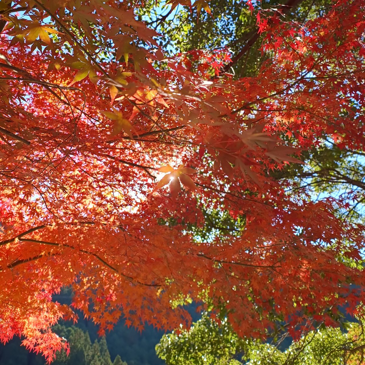 SHIDARA_Ohno's tweet photo. 東栄町をお散歩 https://t.co/1qWhclThCo