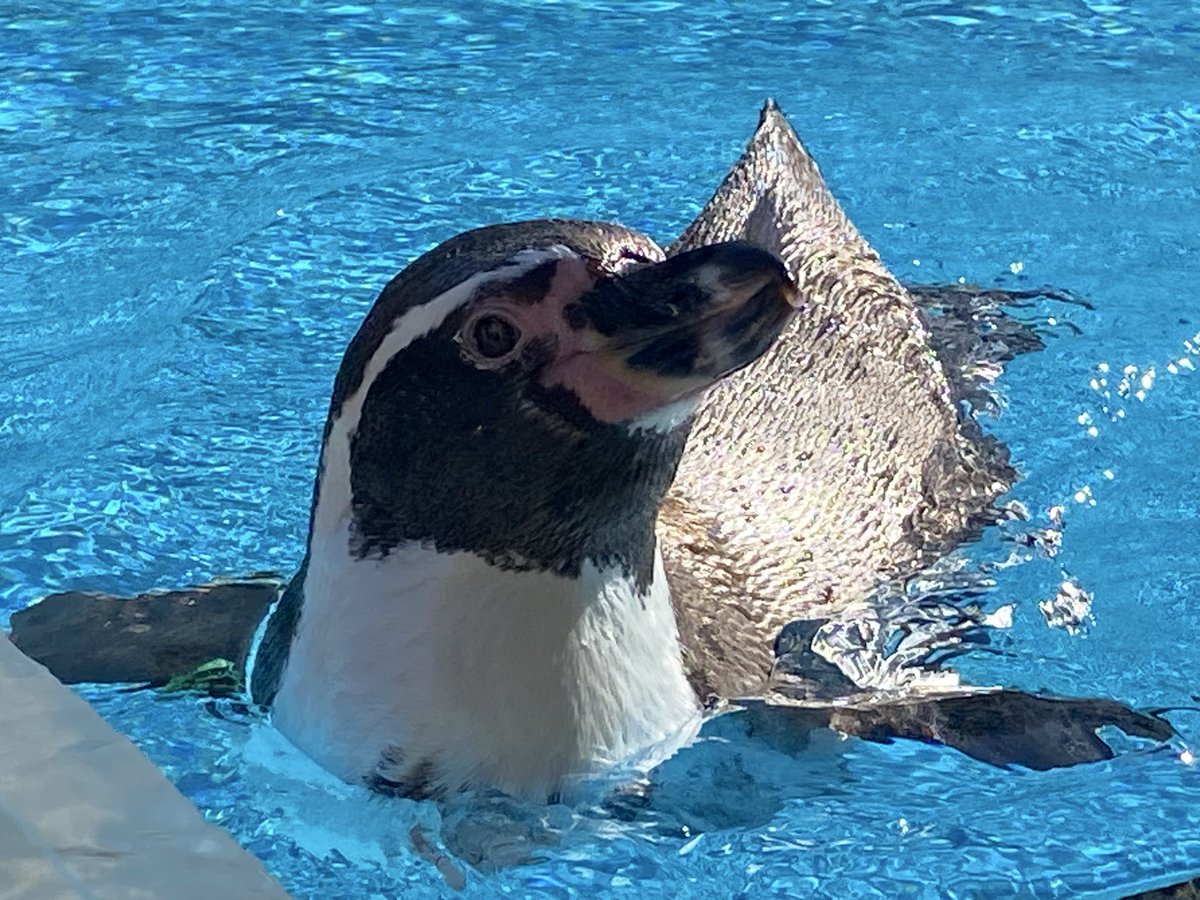 ashumarus's tweet photo. ガラス無しで
距離30センチまで寄れる
自然光なのも相まって良き

#鳥羽水族館
#フンボルトペンギン https://t.co/eTkZGoUka3