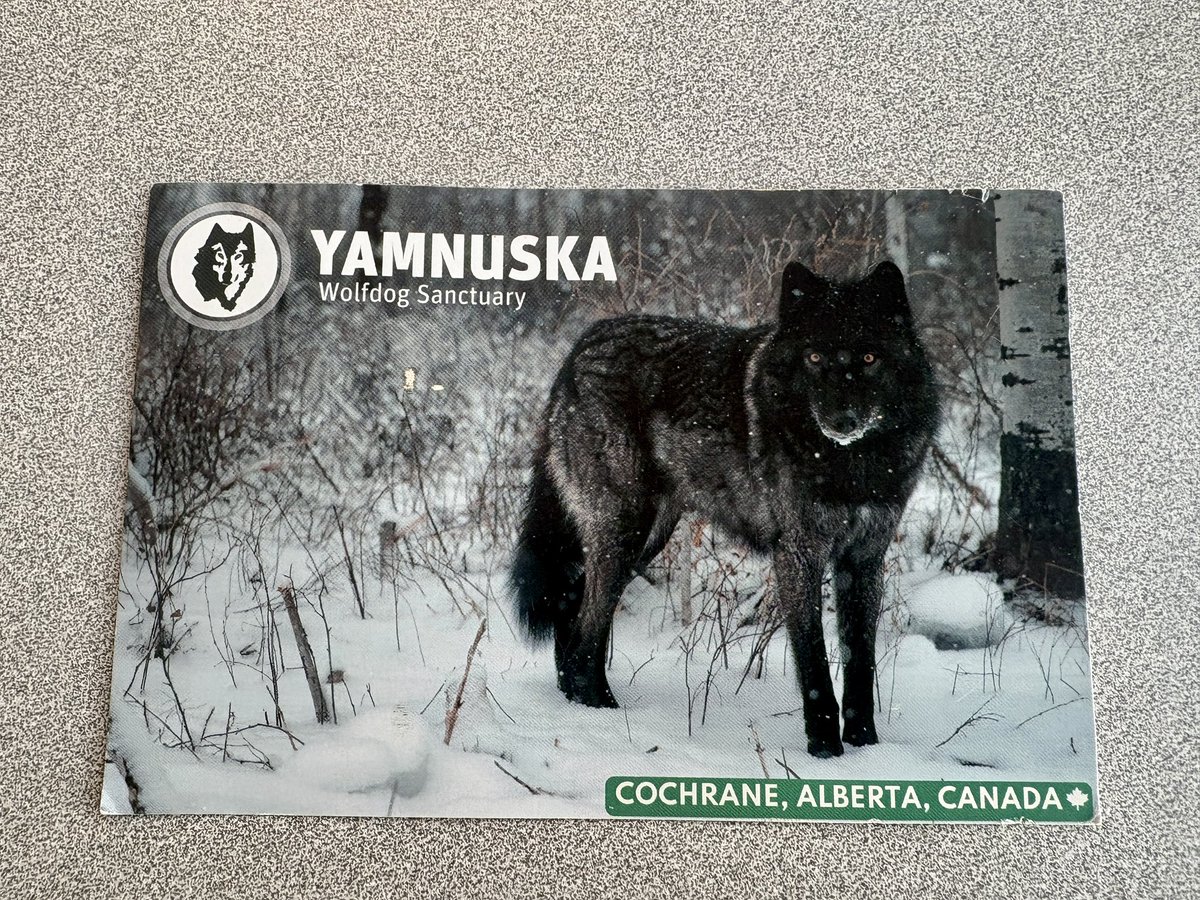 MrRussClass's tweet image. We’ve Got Mail! ✉️💌📫📬

Our class mascot, Oreo the WolfDog, got a postcard from her Uncle Horton at the @YamnuskaWDSanct today! 

#WhereIsOurClassWolfDog🖤🩶🤍🐺