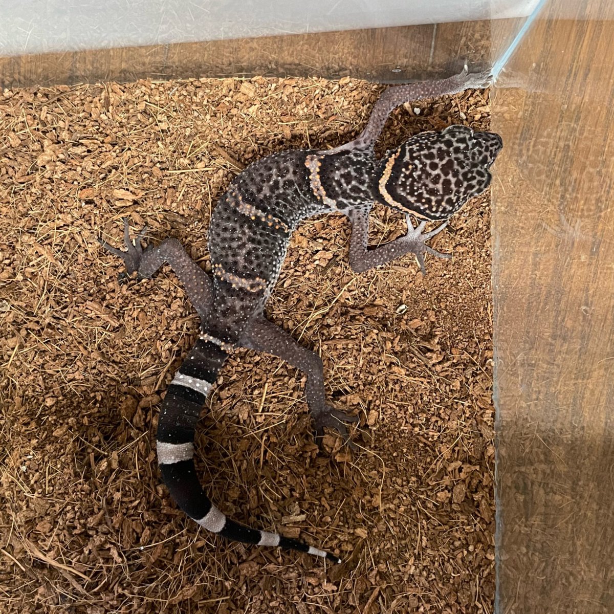 ruhoi1379's tweet photo. 生存確認2
雌です
雄はシェルターへ速攻隠れちゃいました
#ゴマバラトカゲモドキ #luii https://t.co/XGgHqEBP2w