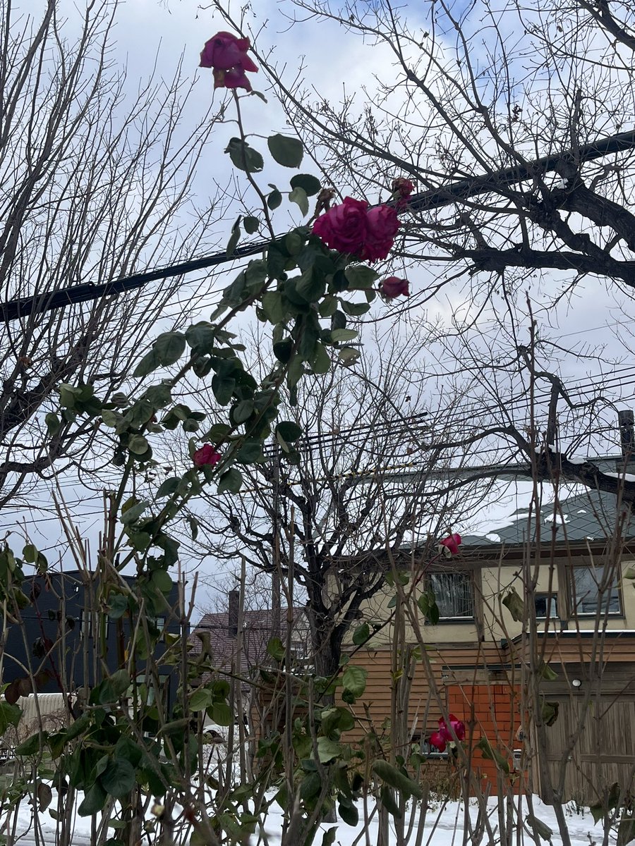 sky53535353's tweet photo. 雪と薔薇🌹
さむいです😨 https://t.co/8xbiz0kVxk