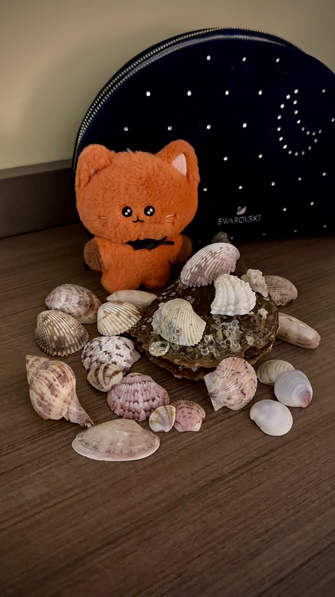 Gaddongie wants to show u her shell collection, pls be kind 🥺