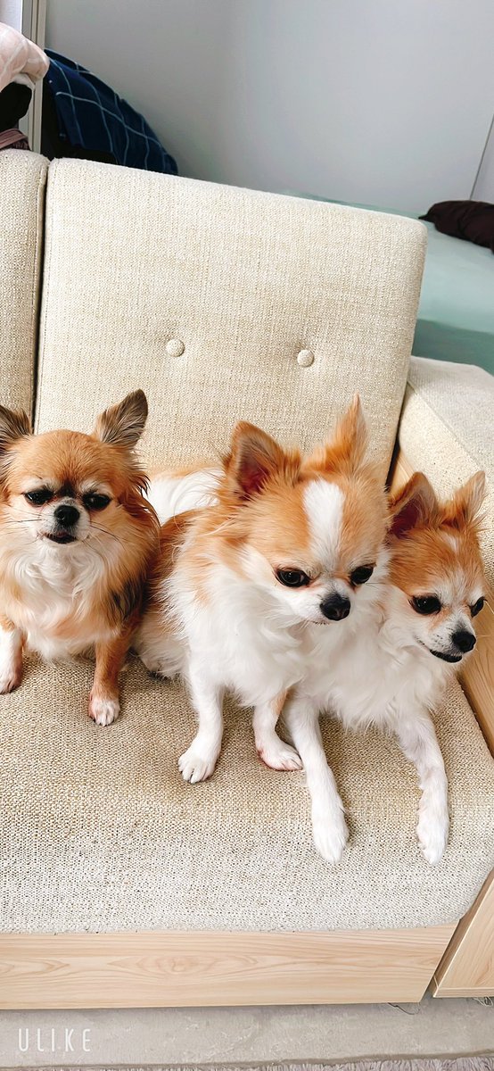 rosheandreiya's tweet photo. 来客大好きdogです。
お客さんが用事が済んで帰ってしまいショックをうけています。
毎日お客さん来てくれたらいいね〜

#チワワ https://t.co/XROCkaIHlz